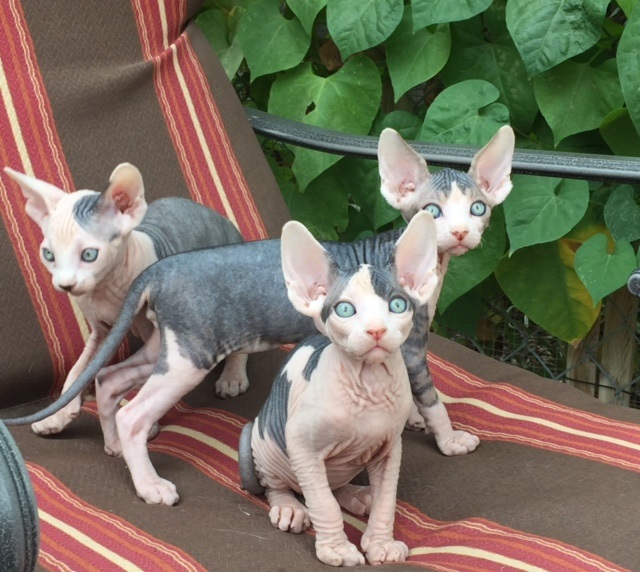 sphynx for sale