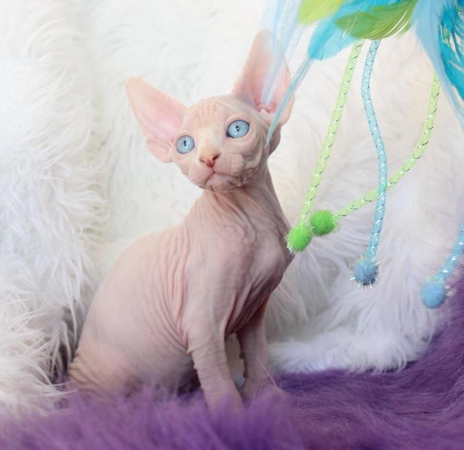 sphynx cattery near me